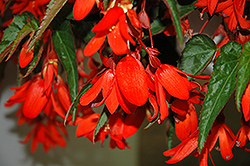 Waterfall Encanto Falls Begonia (Begonia boliviensis 'Encanto Falls') at Lakeshore Garden Centres