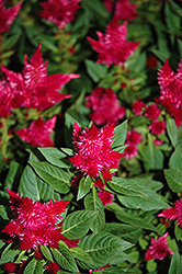 Kelos Scarlet Celosia (Celosia 'Kelos Scarlet') at Lakeshore Garden Centres