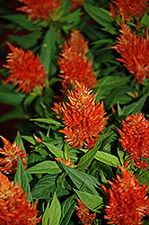 Kelos Orange Celosia (Celosia 'Kelos Orange') at Lakeshore Garden Centres