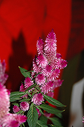 Kelos Purple Celosia (Celosia 'Kelos Purple') at Lakeshore Garden Centres