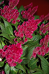 Kelos Magenta Celosia (Celosia 'Kelos Magenta') at Lakeshore Garden Centres