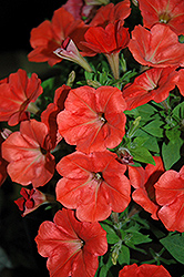 Good And Plenty Orange Petunia (Petunia 'Good And Plenty Orange') at Lakeshore Garden Centres