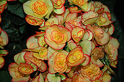Rio Begonia (Begonia x hiemalis 'Rio') at Lakeshore Garden Centres
