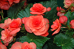 Solenia Salmon Coral Begonia (Begonia x hiemalis 'Solenia Salmon Coral') at Lakeshore Garden Centres