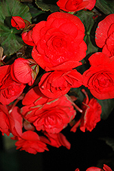 Solenia Red Begonia (Begonia x hiemalis 'Solenia Red') at Lakeshore Garden Centres