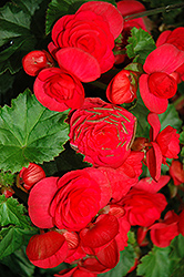 Solenia Cherry Begonia (Begonia x hiemalis 'Solenia Cherry') at Lakeshore Garden Centres
