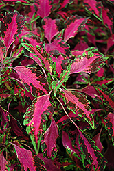 Stained Glassworks Luminesce Coleus (Solenostemon scutellarioides 'Luminesce') at Lakeshore Garden Centres