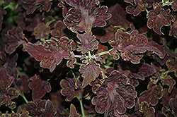 Stained Glassworks Tempest Coleus (Solenostemon scutellarioides 'Tempest') at Lakeshore Garden Centres