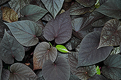 Venetian Mask Sweet Potato Vine (Ipomoea batatas 'Venetian Mask') at Lakeshore Garden Centres