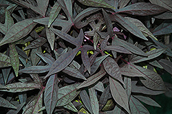 Ragtime Sweet Potato Vine (Ipomoea batatas 'Ragtime') at Lakeshore Garden Centres