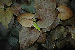 Mardi Gras Sweet Potato Vine (Ipomoea batatas 'Mardi Gras') at Lakeshore Garden Centres
