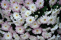 Daybreak Appleblossom Chrysanthemum (Chrysanthemum 'Daybreak Appleblossom') at Lakeshore Garden Centres
