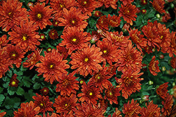 Sunbeam Dark Bronze Chrysanthemum (Chrysanthemum 'Sunbeam Dark Bronze') at Lakeshore Garden Centres