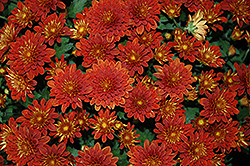 Meridian Dark Bronze Chrysanthemum (Chrysanthemum 'Meridian Dark Bronze') at Lakeshore Garden Centres