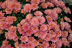 Sunbeam Coral Chrysanthemum (Chrysanthemum 'Sunbeam Coral') at Lakeshore Garden Centres