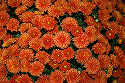 Daybreak Dark Bronze Chrysanthemum (Chrysanthemum 'Daybreak Dark Bronze') at Lakeshore Garden Centres