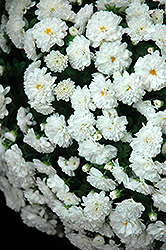 Daybreak White Chrysanthemum (Chrysanthemum 'Daybreak White') at Lakeshore Garden Centres