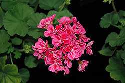 Candy Rose Splash Geranium (Pelargonium 'Candy Rose Splash') at Lakeshore Garden Centres