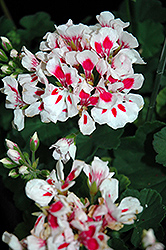 Candy White Parfait Geranium (Pelargonium 'Candy White Parfait') at Lakeshore Garden Centres