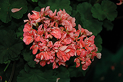 Candy Light Salmon Geranium (Pelargonium 'Candy Light Salmon') at Lakeshore Garden Centres