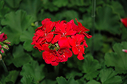Dixieland Dark Pink Geranium (Pelargonium 'Dixieland Dark Pink') at Lakeshore Garden Centres