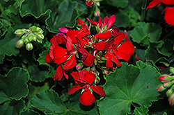 Mambo Geranium (Pelargonium 'Mambo') at Lakeshore Garden Centres