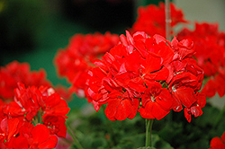 Master Idols Flame Geranium (Pelargonium 'Master Idols Flame') at Lakeshore Garden Centres