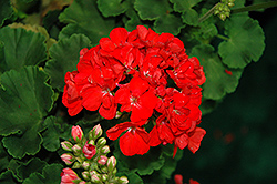 Patriot Watermelon Geranium (Pelargonium 'Patriot Watermelon') at Lakeshore Garden Centres