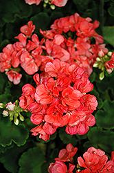 Patriot Salmon Geranium (Pelargonium 'Patriot Salmon') at Lakeshore Garden Centres