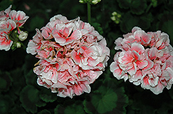 Patriot Salmon Frills Geranium (Pelargonium 'Patriot Salmon Frills') at Lakeshore Garden Centres