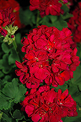 Patriot Bright Velvet Geranium (Pelargonium 'Patriot Bright Velvet') at Lakeshore Garden Centres