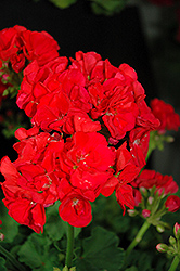 Patriot Papaya Geranium (Pelargonium 'Patriot Papaya') at Lakeshore Garden Centres