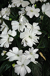 Tamarinda Max White New Guinea Impatiens (Impatiens 'Tamarinda Max White') at Lakeshore Garden Centres