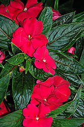 Tamarinda Max Burgundy New Guinea Impatiens (Impatiens 'Tamarinda Max Burgundy') at Lakeshore Garden Centres