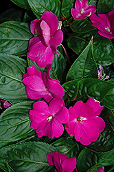 Tamarinda Max Lavender New Guinea Impatiens (Impatiens 'Tamarinda Max Lavender') at Lakeshore Garden Centres
