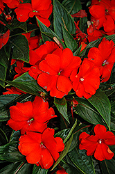 Tamarinda Max Orange New Guinea Impatiens (Impatiens 'Tamarinda Max Orange') at Lakeshore Garden Centres