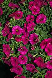 SuperCal Violet Petchoa (Petchoa 'SuperCal Violet') at Lakeshore Garden Centres