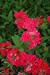 Lindolena Hot Pink Verbena (Verbena 'Lindolena Hot Pink') at Lakeshore Garden Centres
