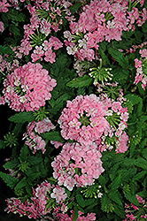 Lindolena Pink Verbena (Verbena 'Lindolena Pink') at Lakeshore Garden Centres