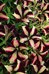 Crazytunia Pulse Petunia (Petunia 'Crazytunia Pulse') at Lakeshore Garden Centres