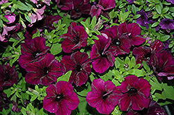 Fortunia Burgundy Petunia (Petunia 'Fortunia Burgundy') at Lakeshore Garden Centres