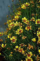 Pineapple Pie Tickseed (Coreopsis 'Pineapple Pie') at Lakeshore Garden Centres