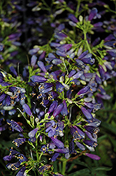 Riding Hood Purple Beard Tongue (Penstemon barbatus 'Riding Hood Purple') at Lakeshore Garden Centres