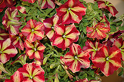 Cha-Ching Cherry Petunia (Petunia 'Cha-Ching Cherry') at Lakeshore Garden Centres