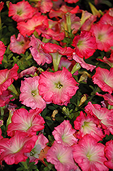 Easy Wave Rosy Dawn Petunia (Petunia 'Easy Wave Rosy Dawn') at A Very Successful Garden Center
