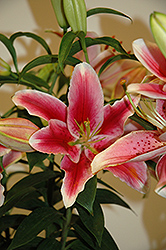 Pink Romance Lily (Lilium 'Pink Romance') at Lakeshore Garden Centres
