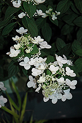 Mystical Flame Hydrangea (Hydrangea paniculata 'Bokratorch') at Lakeshore Garden Centres