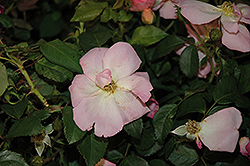 Sea Shell Thrive! Rose (Rosa 'Sea Shell') at Lakeshore Garden Centres