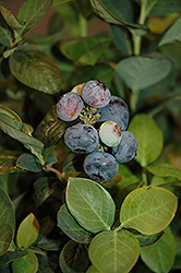 Peach Sorbet Blueberry (Vaccinium 'ZF06-043') at The Mustard Seed