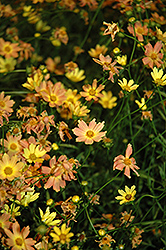 Creme Caramel Tickseed (Coreopsis 'Novcorcar') at Lakeshore Garden Centres